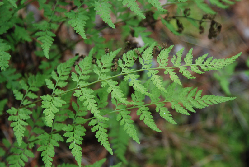 Изображение особи Cystopteris fragilis.