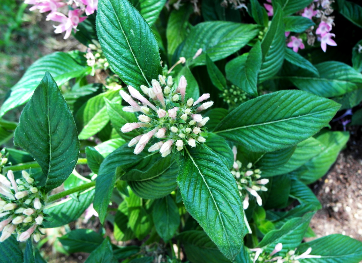 Image of Pentas lanceolata specimen.