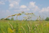 Festuca arundinacea. Соцветие. Ульяновская обл., Новомалыклинский р-н, окр. пос. Стар. Бесовка, долина р. Бол. Черемшан, сыроватый, местами заболоченный и зарастающий ивняком луг со следами сенокошения. 11.07.2022.