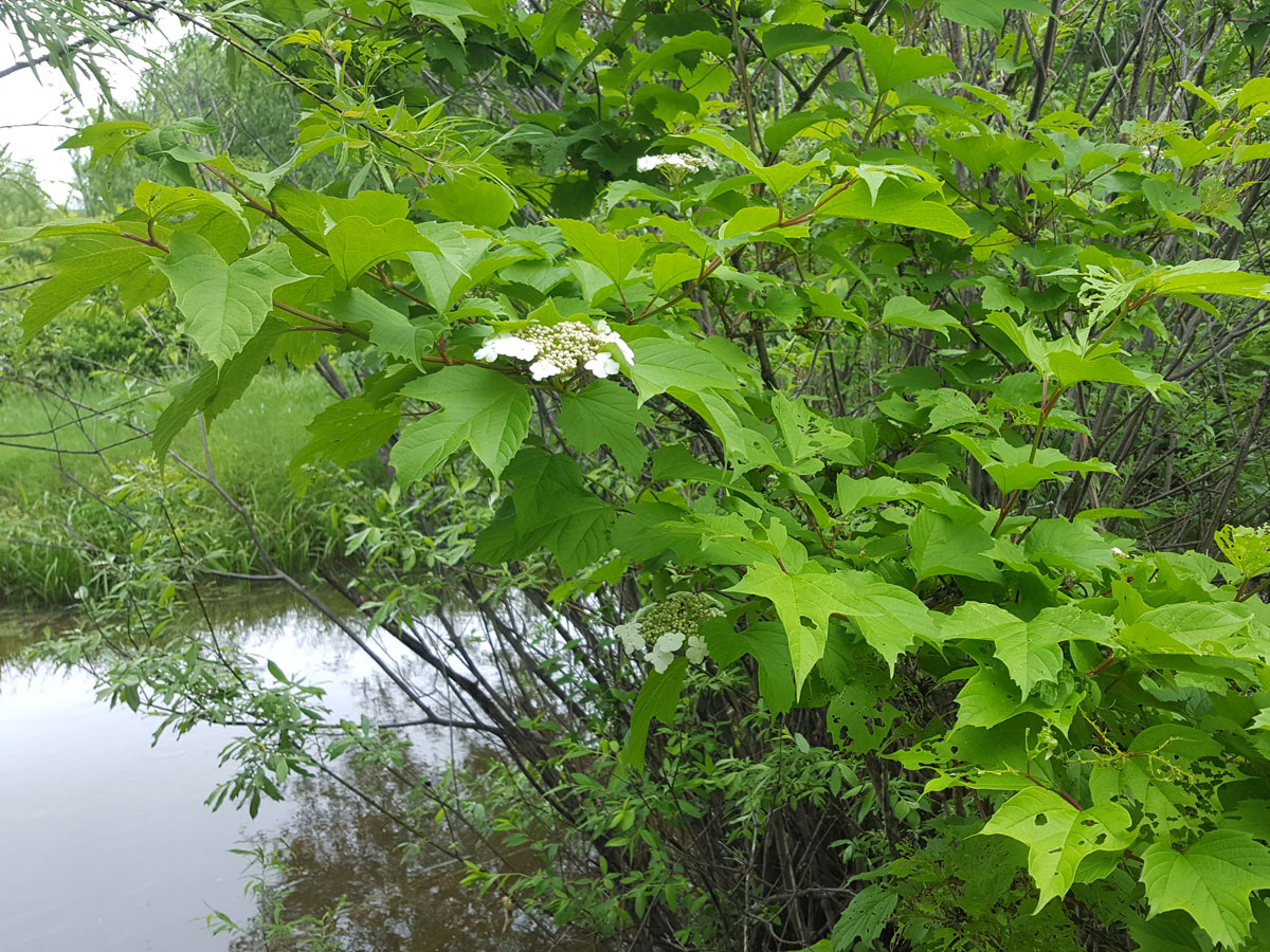 Image of Viburnum sargentii specimen.