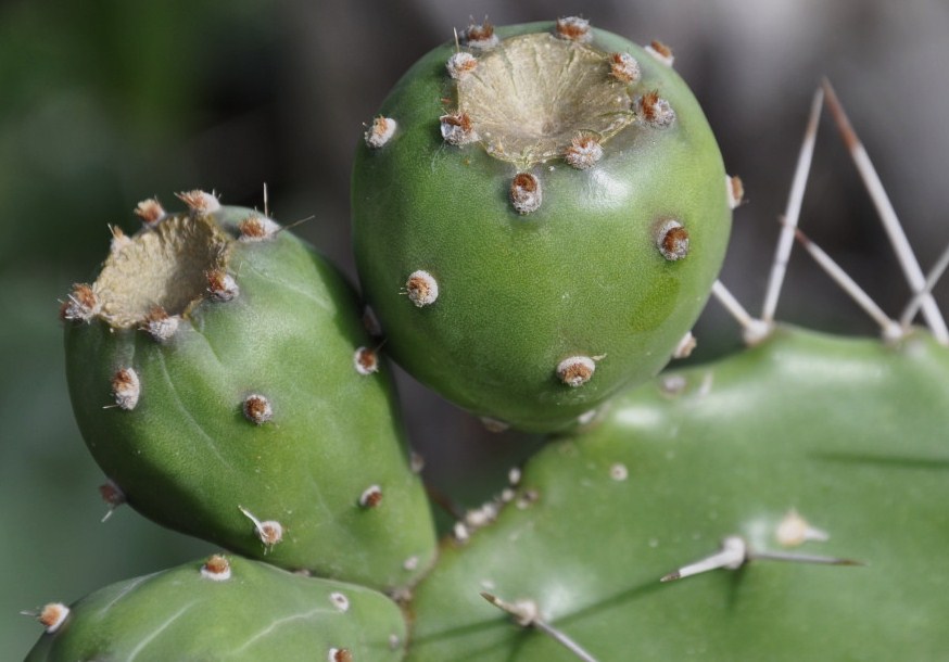 Image of Opuntia dillenii specimen.