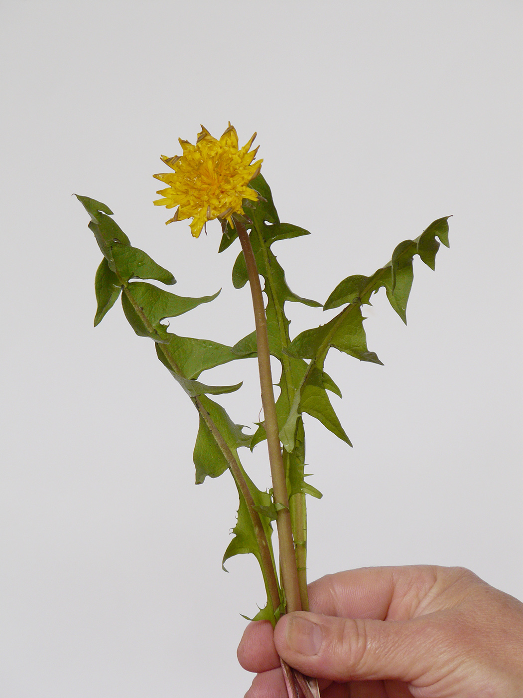 Image of Taraxacum officinale specimen.