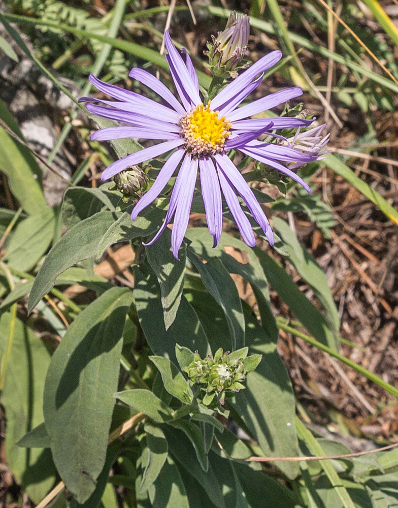 Изображение особи Aster bessarabicus.