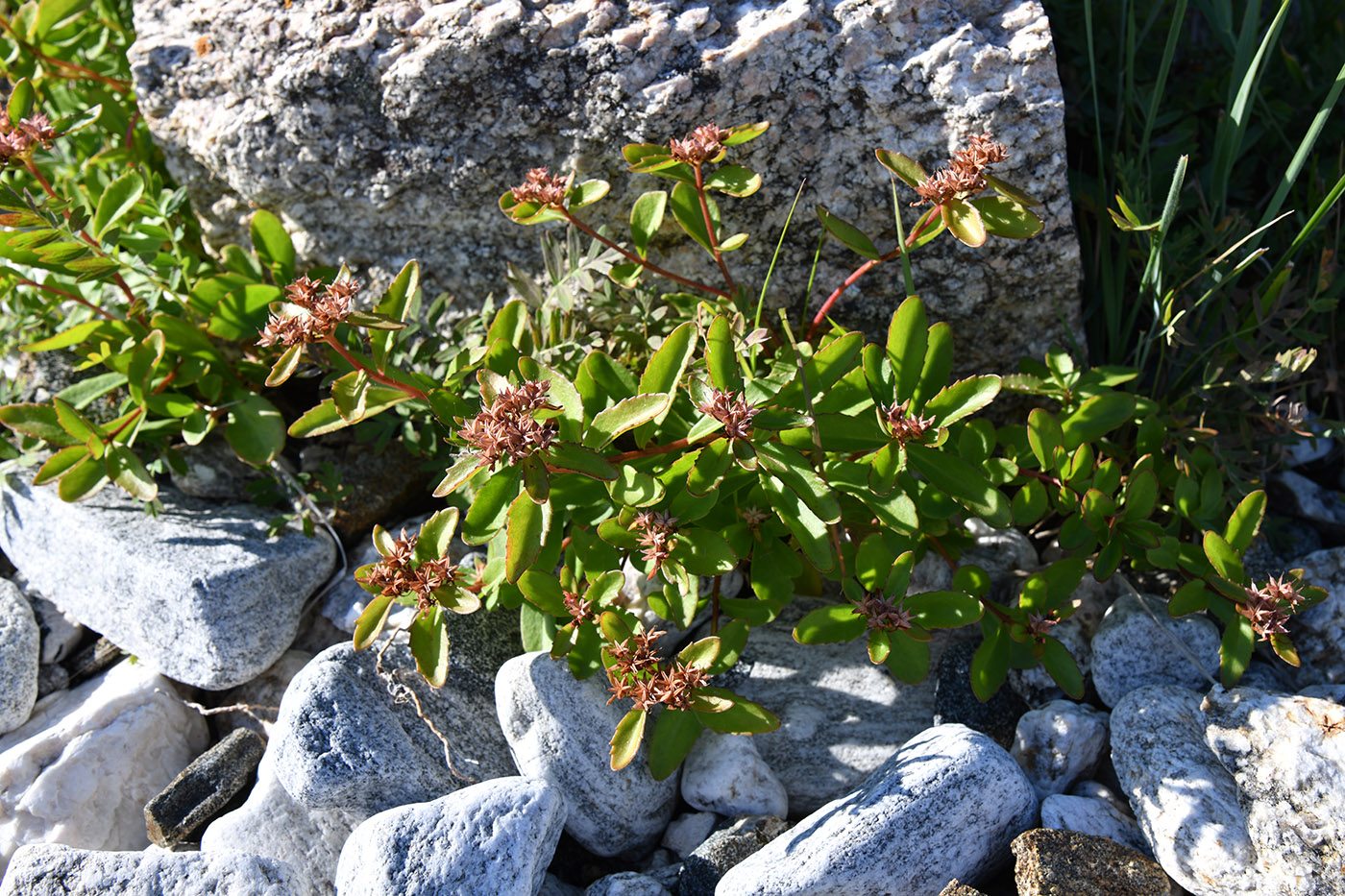 Image of Aizopsis aizoon specimen.