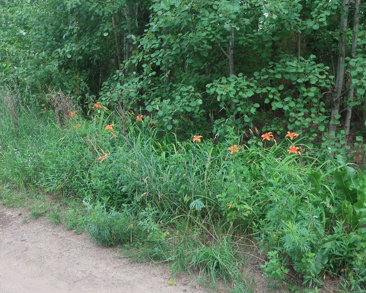 Image of Hemerocallis fulva specimen.