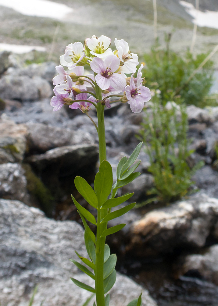 Изображение особи Cardamine uliginosa.