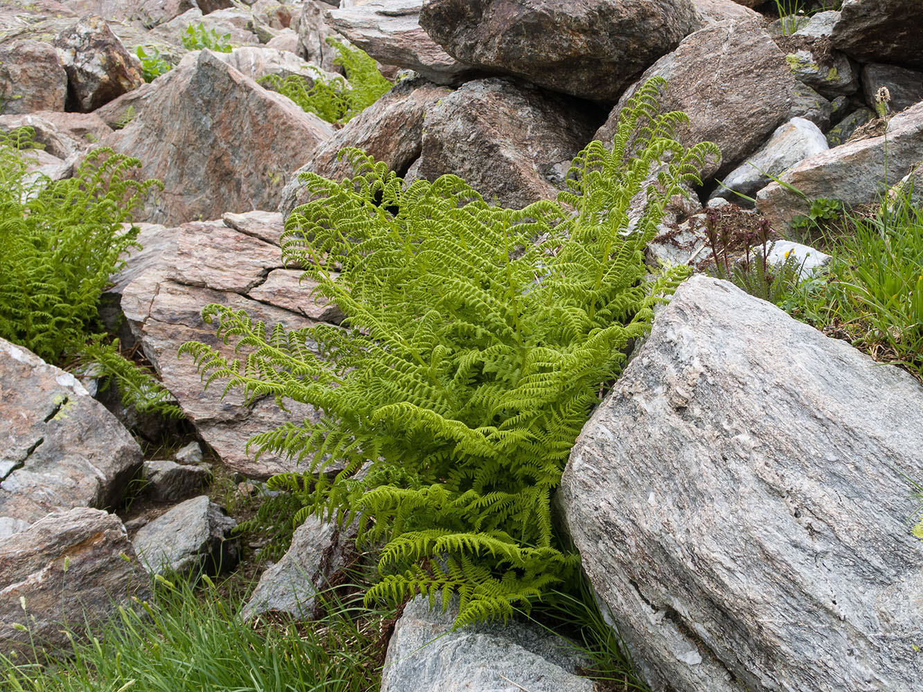 Image of Athyrium distentifolium specimen.