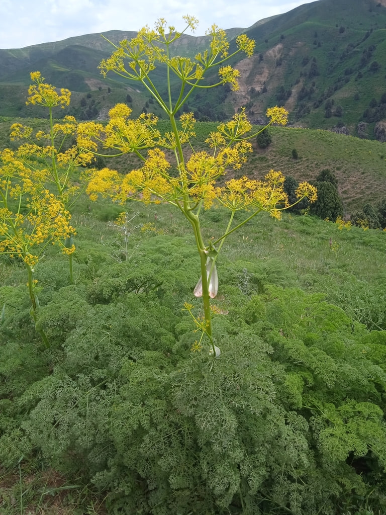 Image of Ferula tenuisecta specimen.