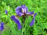 Iris setosa