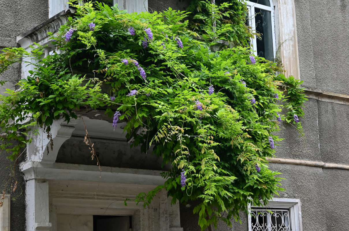 Image of Wisteria sinensis specimen.