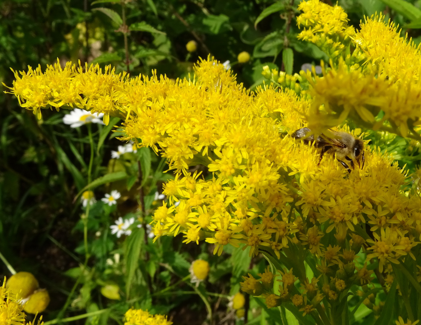 Image of Solidago canadensis specimen.