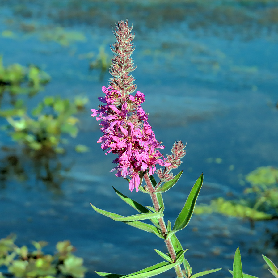 Изображение особи Lythrum salicaria.