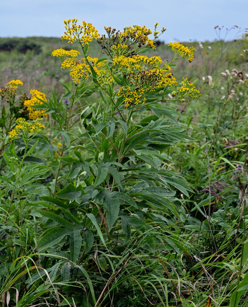 Image of Senecio cannabifolius specimen.