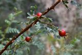 Rosa platyacantha. Часть веточки с плодами. Казахстан, Алматинская обл., нац. парк \"Алтын-Эмель\", горы Чулак, ущ. Тайгак, кустарник на дне ущелья. 9 июля 2023 г.