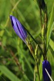 Gentiana pneumonanthe