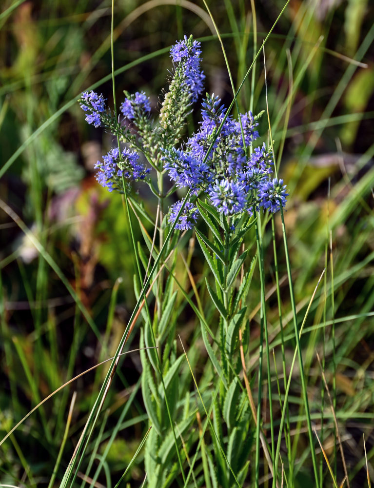 Image of Veronica spuria specimen.