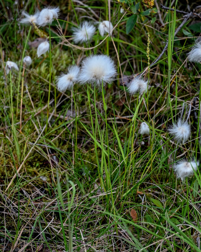 Image of Eriophorum scheuchzeri specimen.