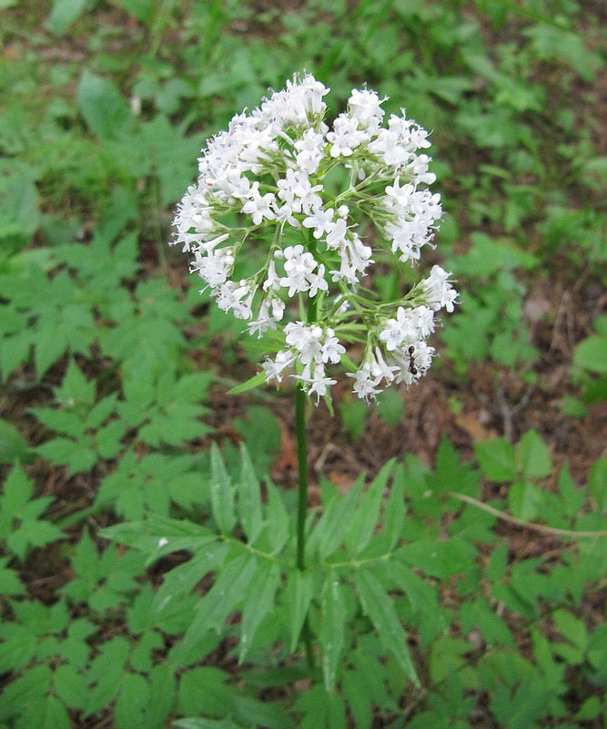 Image of Valeriana officinalis specimen.