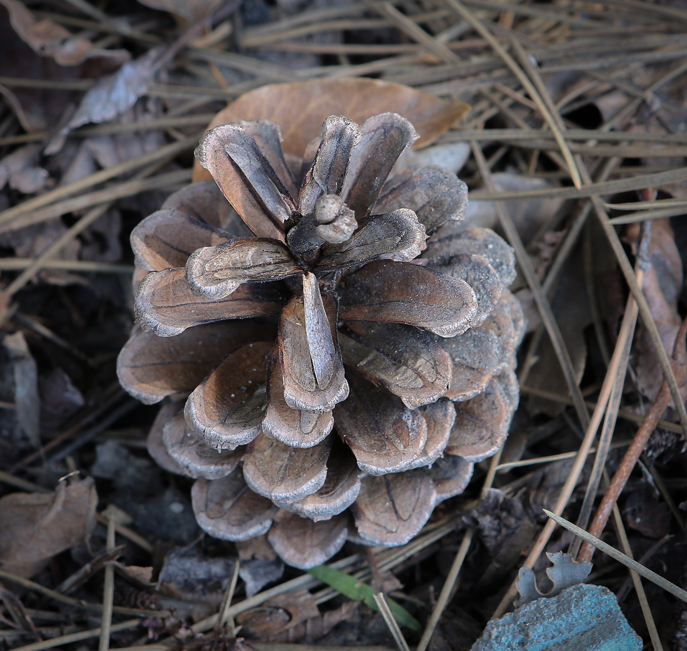 Изображение особи Pinus sylvestris ssp. hamata.