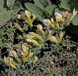 Chamaecytisus ruthenicus