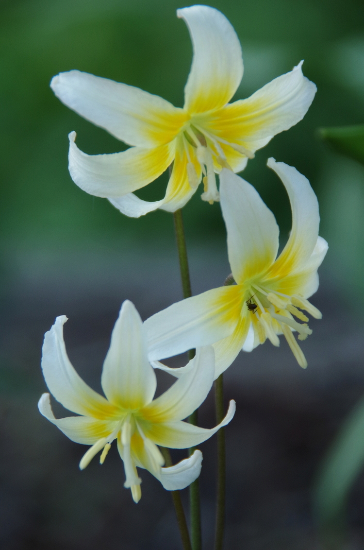 Image of Erythronium helenae specimen.