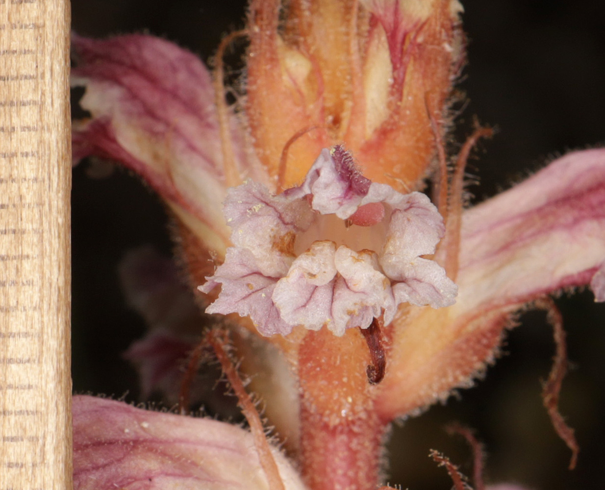 Image of Orobanche minor specimen.