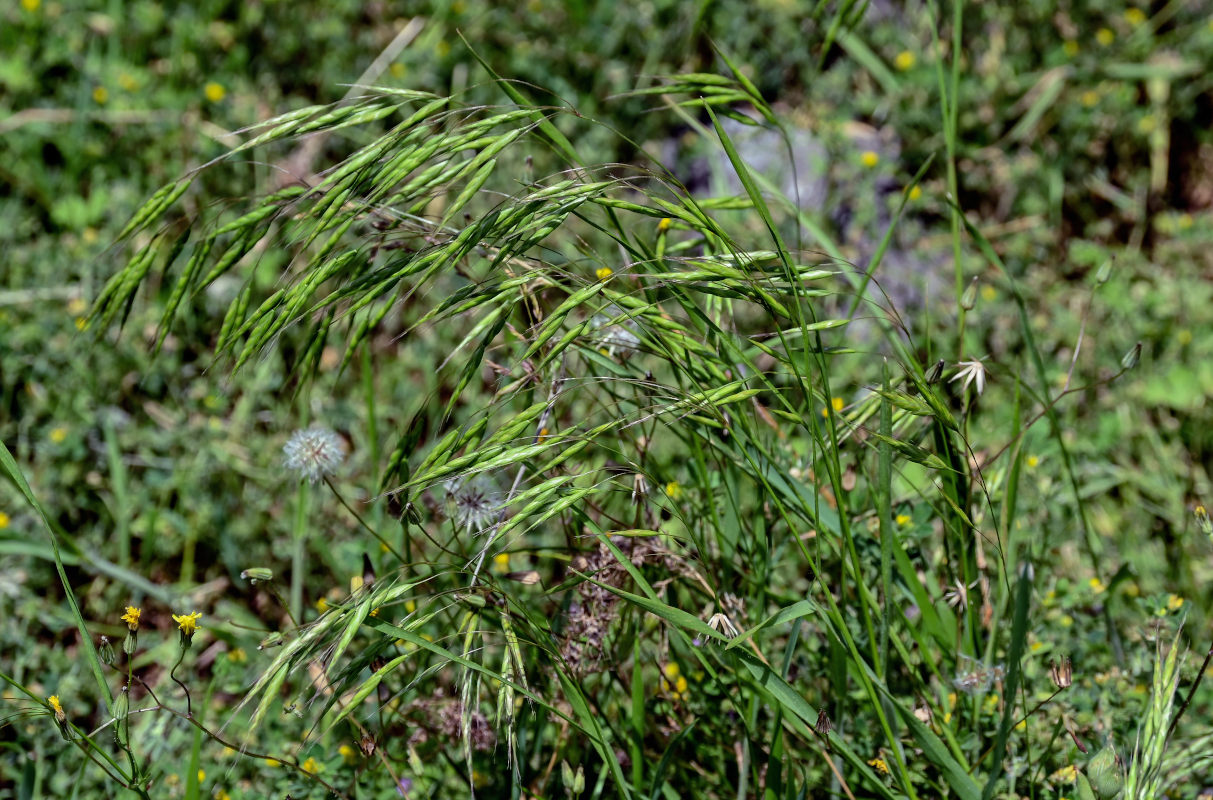 Image of Bromus arvensis specimen.