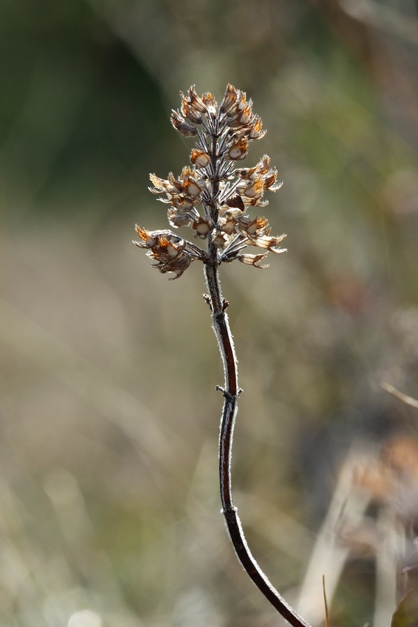 Изображение особи Thymus ovatus.