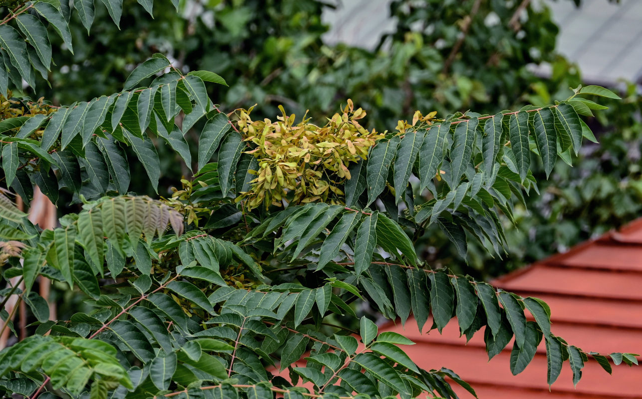 Изображение особи Ailanthus altissima.