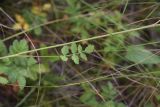 Pimpinella saxifraga. Средняя часть стебля и лист. Тульская обл., Куркинский р-н, степное ур. Горки, луг. 30 июля 2024 г.