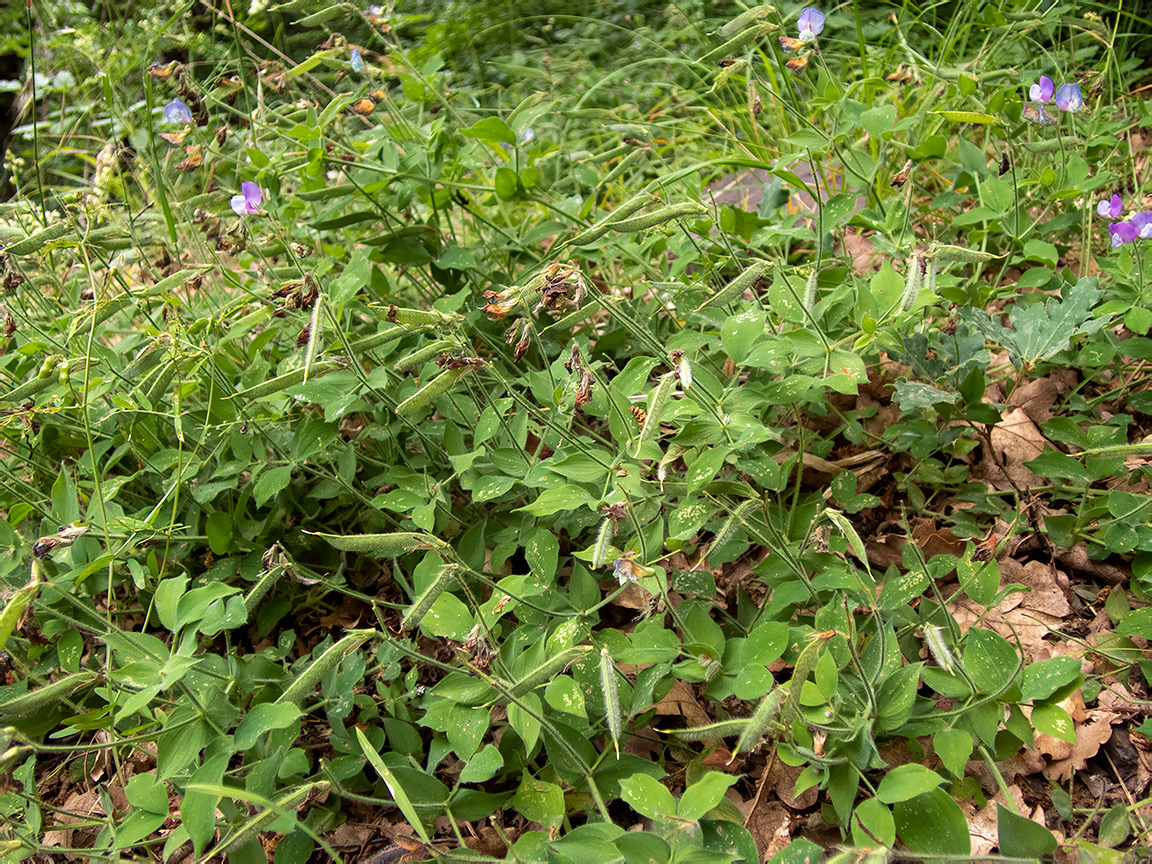 Image of Lathyrus laxiflorus specimen.