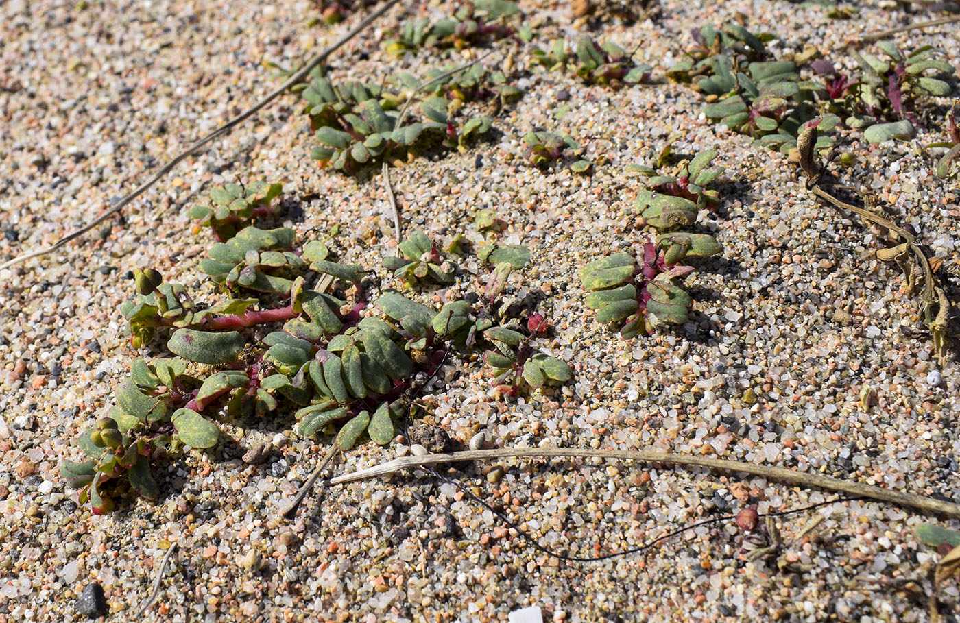 Image of Euphorbia peplis specimen.