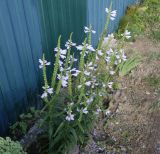 Physostegia virginiana. Цветущие растения. Московская обл., окр. г. Электрогорск, дачный посёлок, в культуре. 10.08.2024.