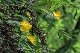 Hypericum monogynum