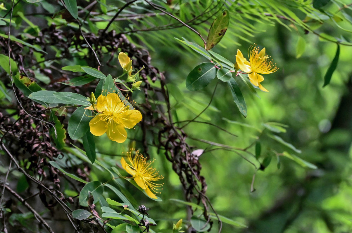 Изображение особи Hypericum monogynum.