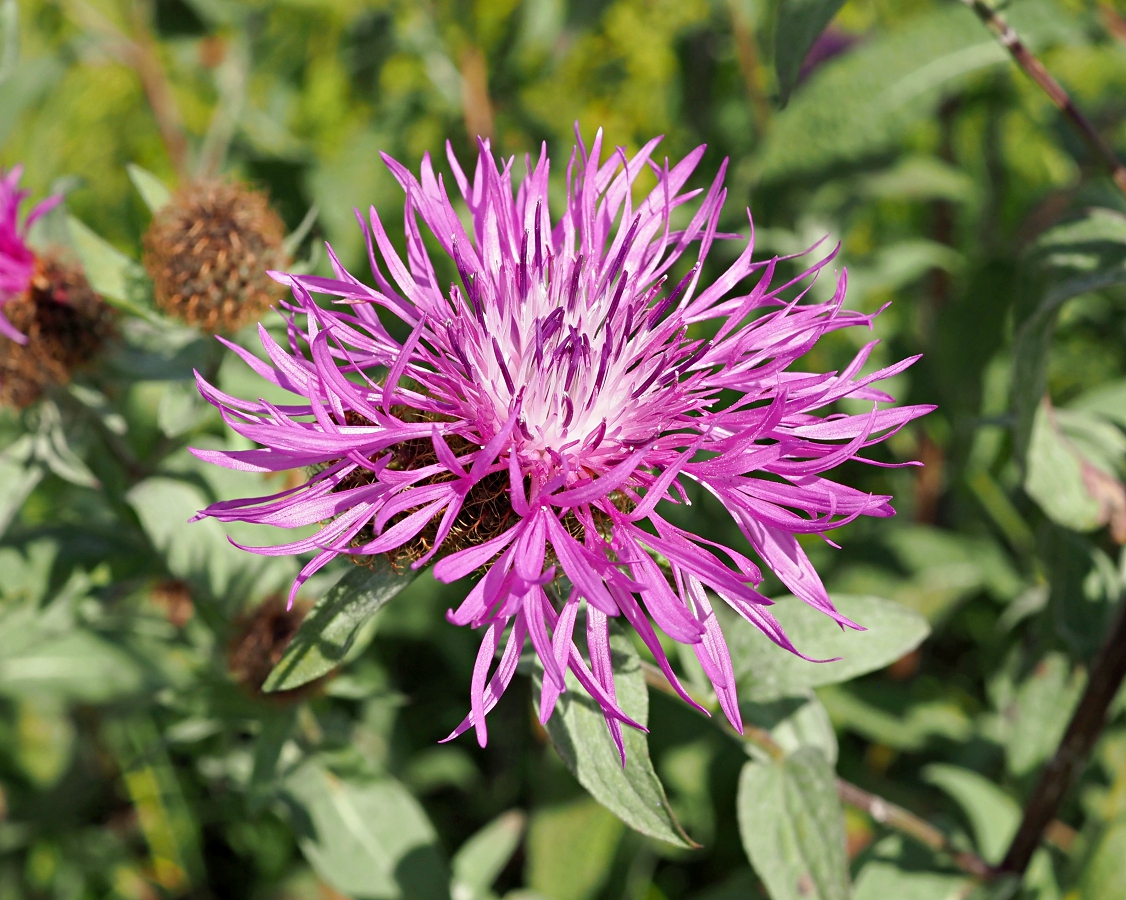 Image of Centaurea pseudophrygia specimen.