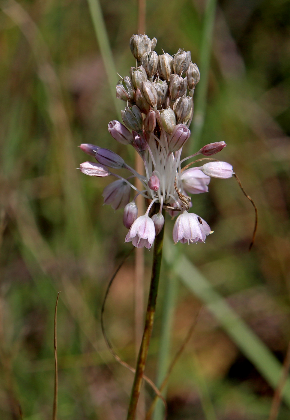 Image of Allium podolicum specimen.