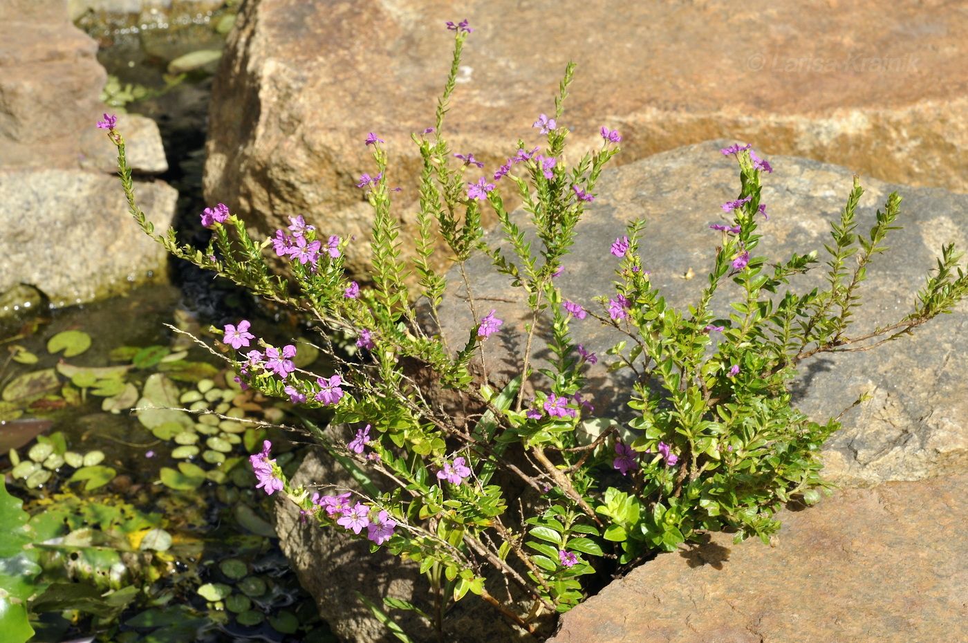 Image of Cuphea hyssopifolia specimen.