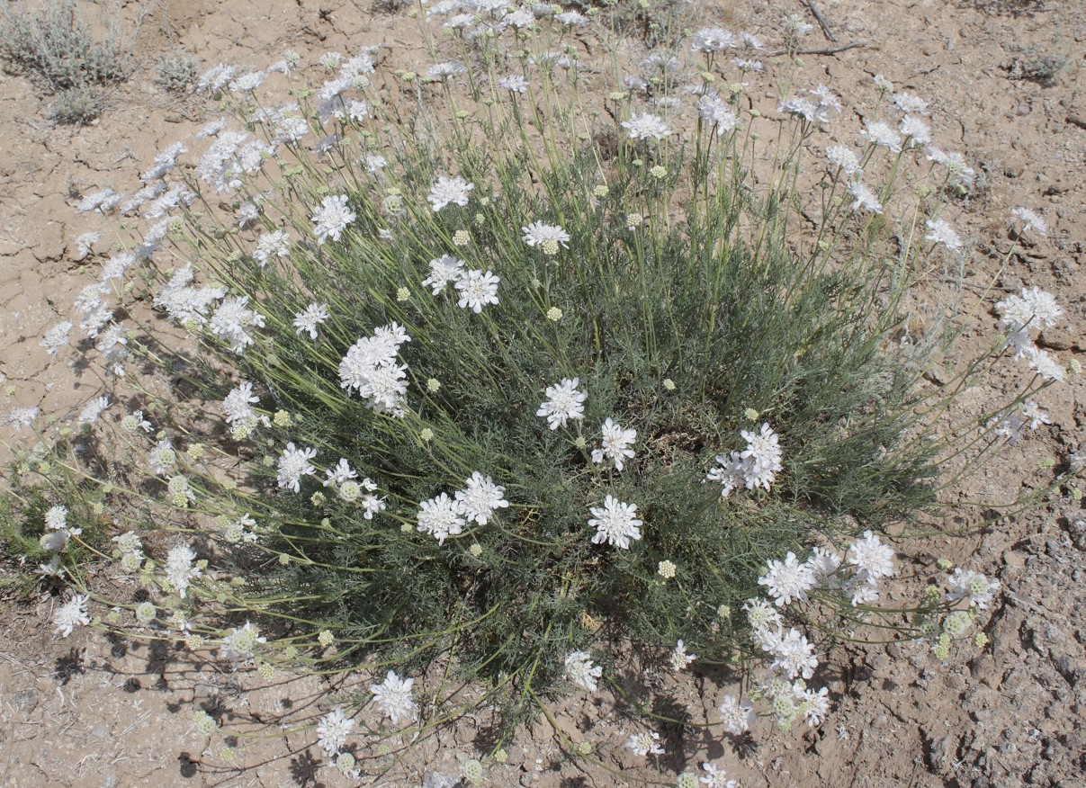 Image of Lomelosia isetensis specimen.