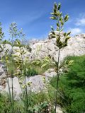 Festuca karatavica. Верхушки побегов с соцветиями. Казахстан, Туркестанская обл., Сырдарья-Туркестанский государственный региональный природный парк, Боралдайский филиал, ≈ 1400 м н.у.м., зарастающая каменистая россыпь. 17.05.2024.