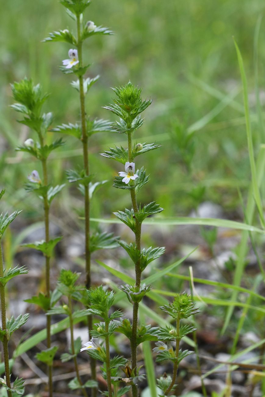 Image of Euphrasia caucasica specimen.