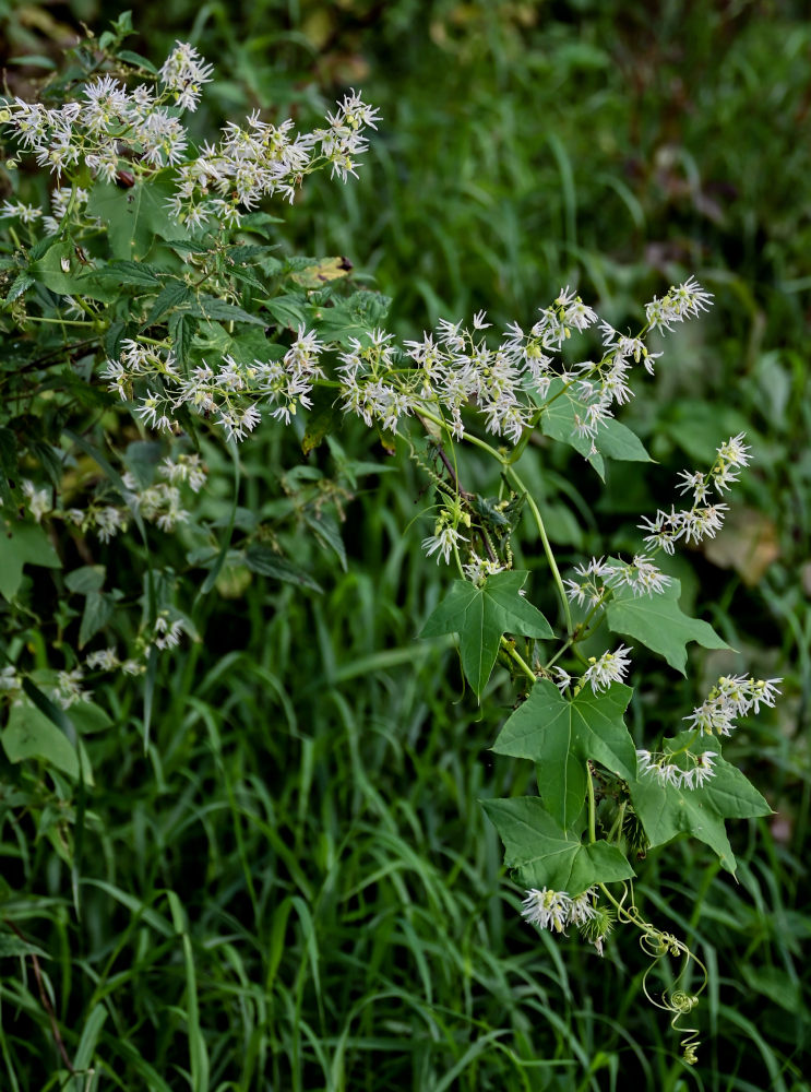 Изображение особи Echinocystis lobata.