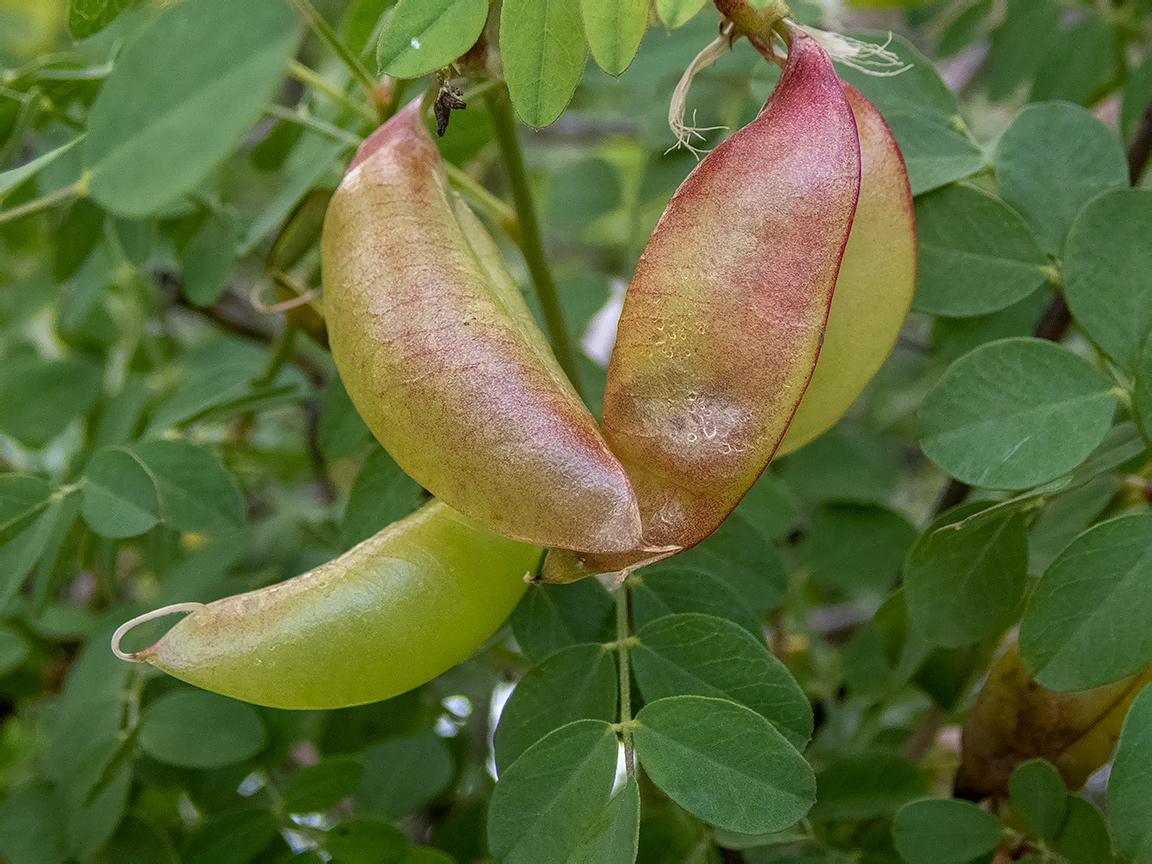 Изображение особи Colutea cilicica.