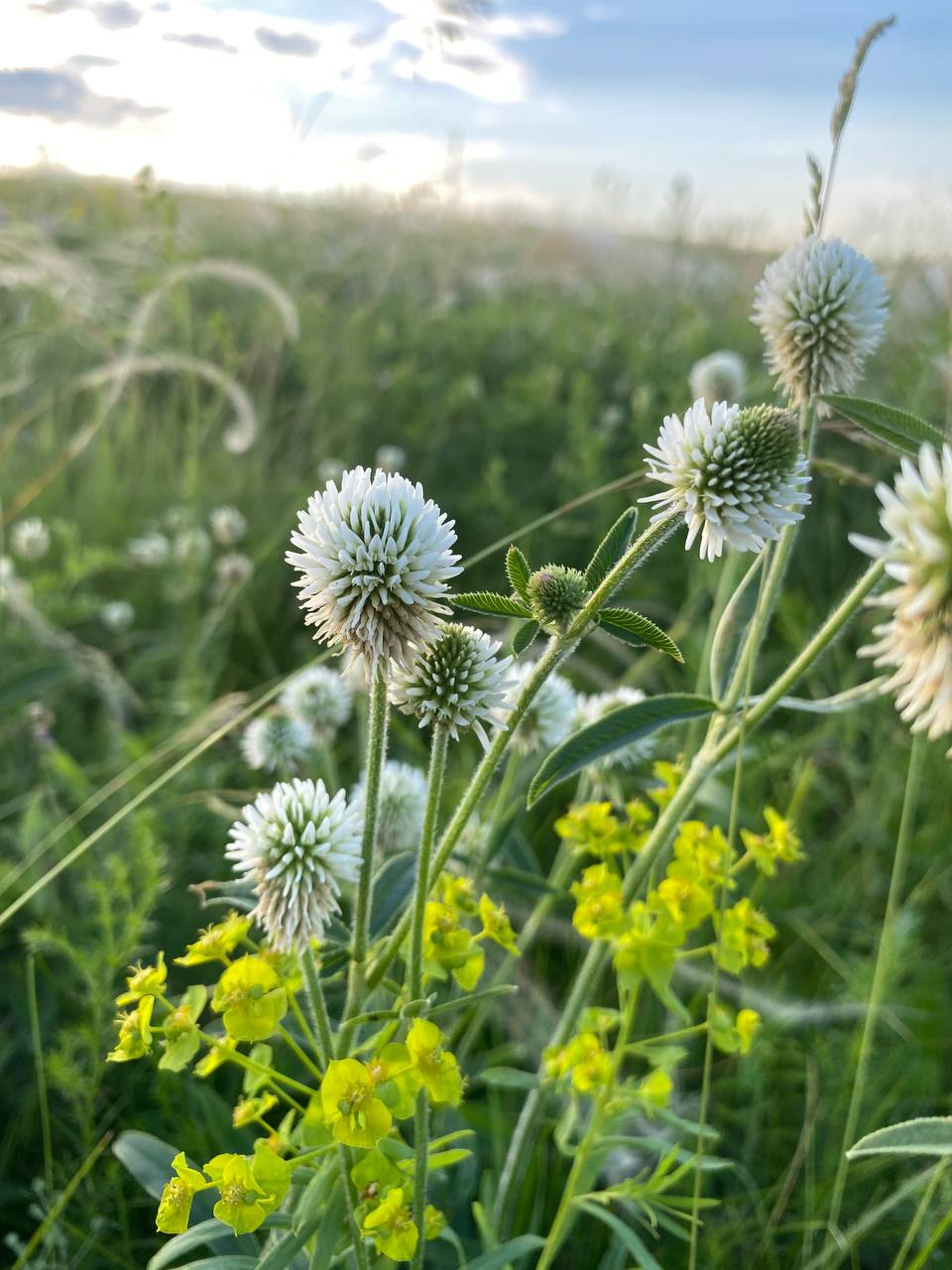 Изображение особи Trifolium montanum.