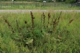 Rumex confertus. Плодоносящие растения. Беларусь, Витебская обл., пос. Езерище у поворота на Студёнку, суходольный луг близ частной усадьбы. 17.07.2024.