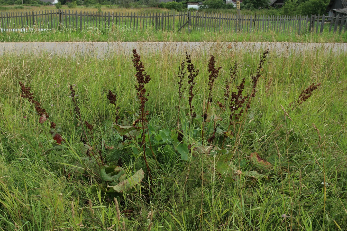 Image of Rumex confertus specimen.