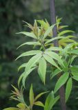 Sambucus sibirica. Развивающийся молодой побег. Казахстан, Восточно-Казахстанская обл., г. Усть-Каменогорск, парк \"Жастар\", в культуре. 02.05.2024.