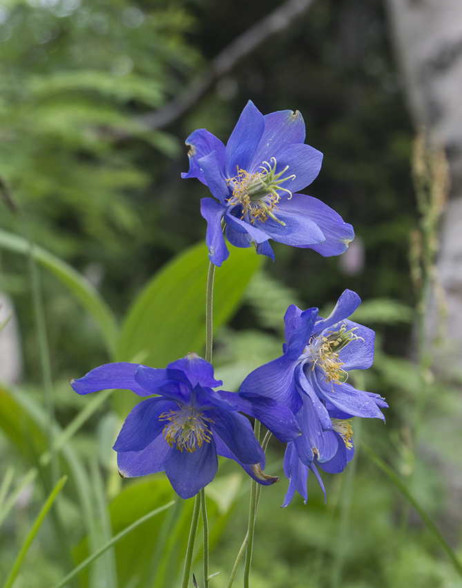 Изображение особи Aquilegia glandulosa.
