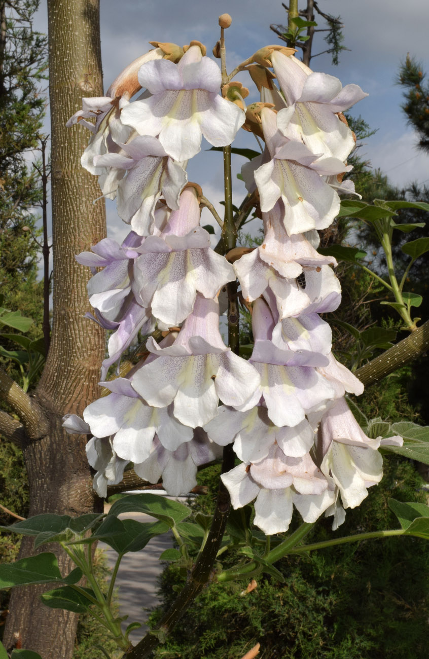 Изображение особи Paulownia tomentosa.