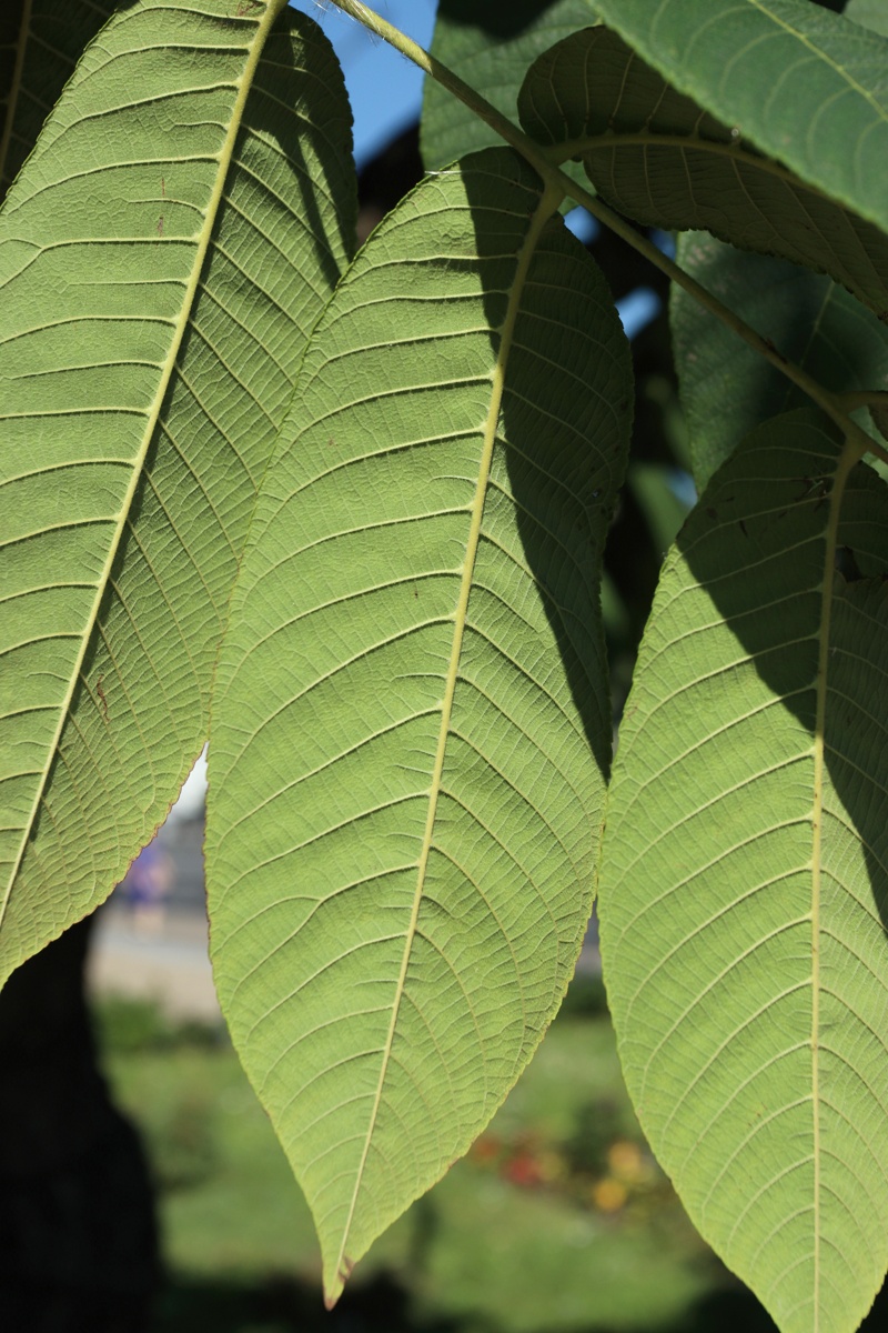 Изображение особи род Juglans.